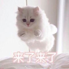 阿霖不想内卷